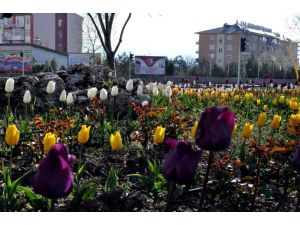 Seydişehir Belediyesinden 45 Bin Lale