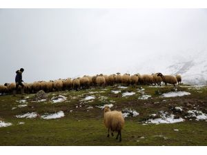 Kar Ve Soğuk Yaylaya Çıkan Sürü Sahiplerini Vurdu