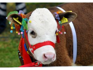 Uşak'ta Buzağı Yarışması