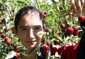 Vişneyi dalında kurutmakta kararlılar