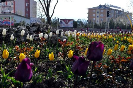 Seydişehir'e 45 bin lale...