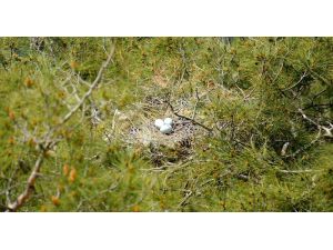 Yavru Kuşların Yaşama Tutunma Çabası