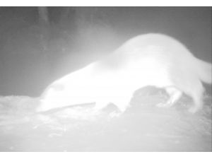 Küre Dağları'nda Su Samuru Görüntülendi