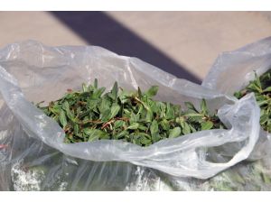 Madımak Bitkisi Tezgahlardaki Yerini Aldı