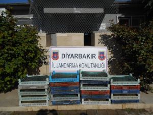 Diyarbakır'da Kurbağa Kaçakçılığı