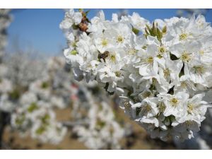 "Tekirdağ Kirazı Bu Yıl Daha Kaliteli Olacak"