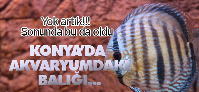 Akvaryum balığı da çalınır mı?