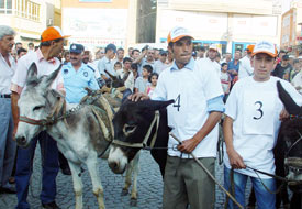 Şenliklerde 'eşek güzeli' yarışması