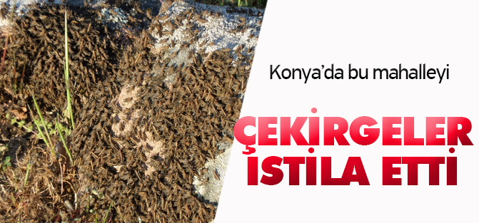 Konya'da bir mahalleyi çekirgeler istila etti