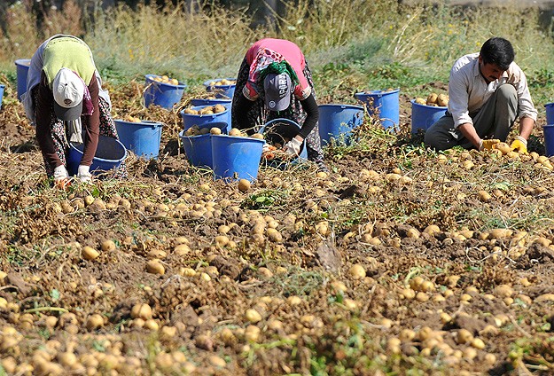 Patatesin kilosu 2 liranın altına geriledi