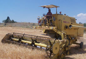 Biçerdöverlere sıkı takip