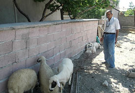 Sahipsiz koyunlar başa dert oldu