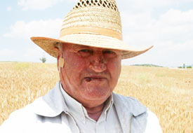 Buğdayda erken ekim tehlikesi