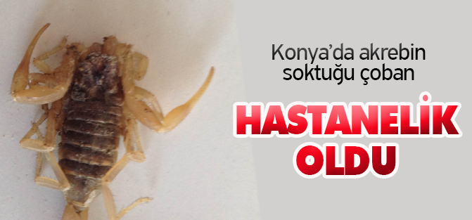 Konya'da akrebin soktuğu çoban hastanelik oldu