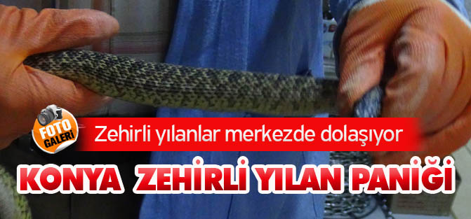 Konya merkezde zehirli yılan paniği