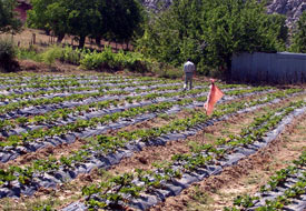Beyşehir, organik çilek üssü oluyor