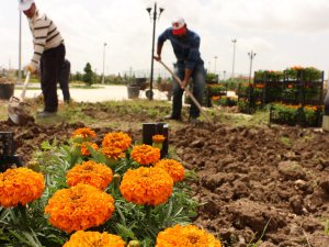 Karatay’da parklar 30 bin adet çiçekle donatıldı