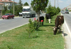 Büyükbaş hayvanlar refüjde otluyor