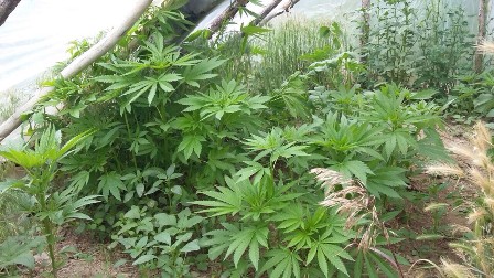 Jandarmadan seraya kenevir baskını