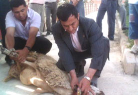 Karlı'dan kurban uyarısı