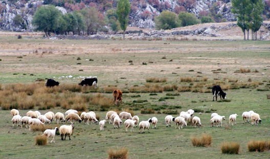 Çalınan koyunlar bulundu