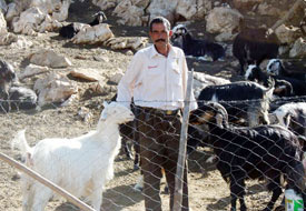 Canavar paniği adaları terk ettirdi