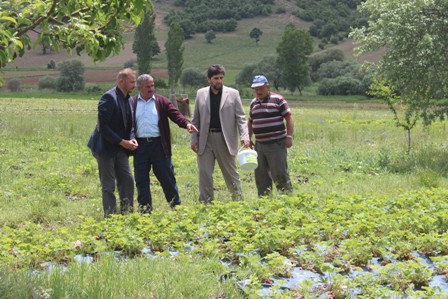 Organik çilek yüzünü güldürüyor