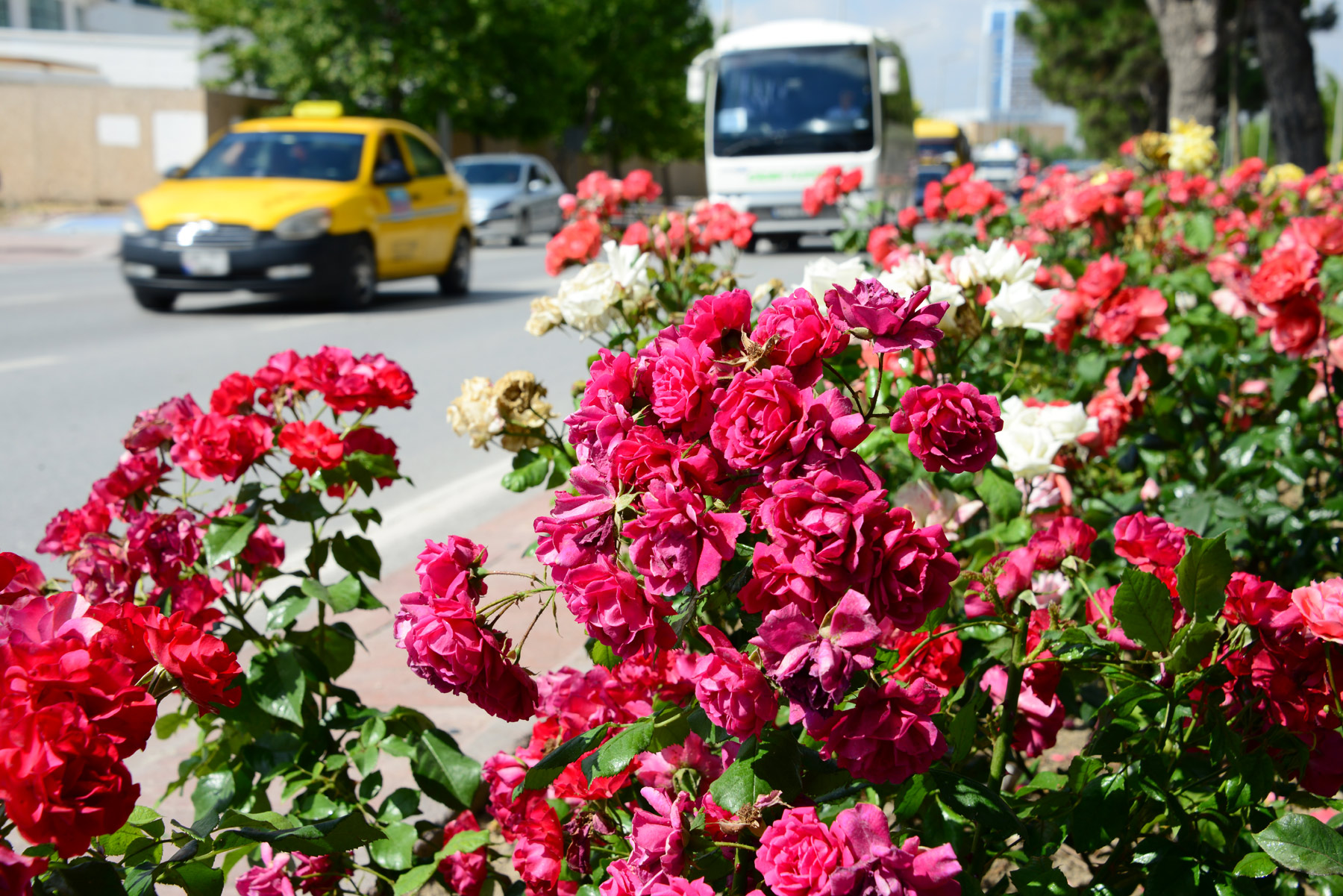 Büyükşehir’de ‘gül’ zamanı