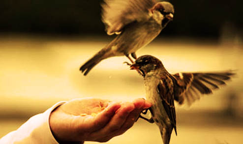 2015 Diyanet Fitre miktarı... Fitre kaç lira?