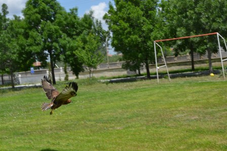 Yavru şahin, yetkililere teslim edildi