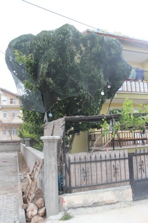 Bahçedeki kirazlara fileli koruma