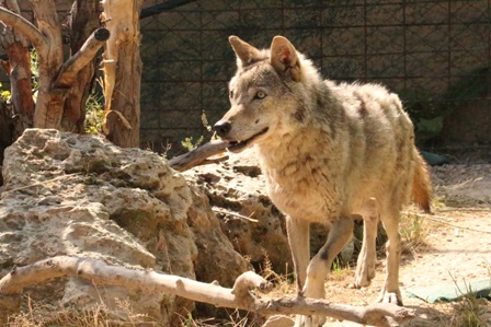 Nesli tükenme tehlikesi olan hayvanlar koruma altına alınıyor