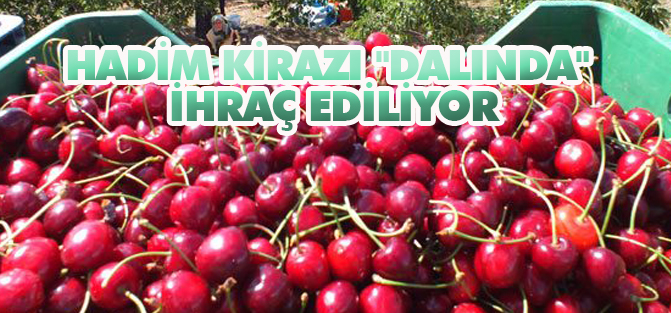 Hadim kirazı "dalında" ihraç ediliyor