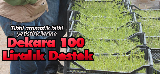 Tıbbi aromatik bitki yetiştiricilerine dekara 100 liralık destek