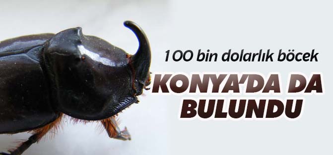 Bir Gergedan Böceği de Seydişehir'den