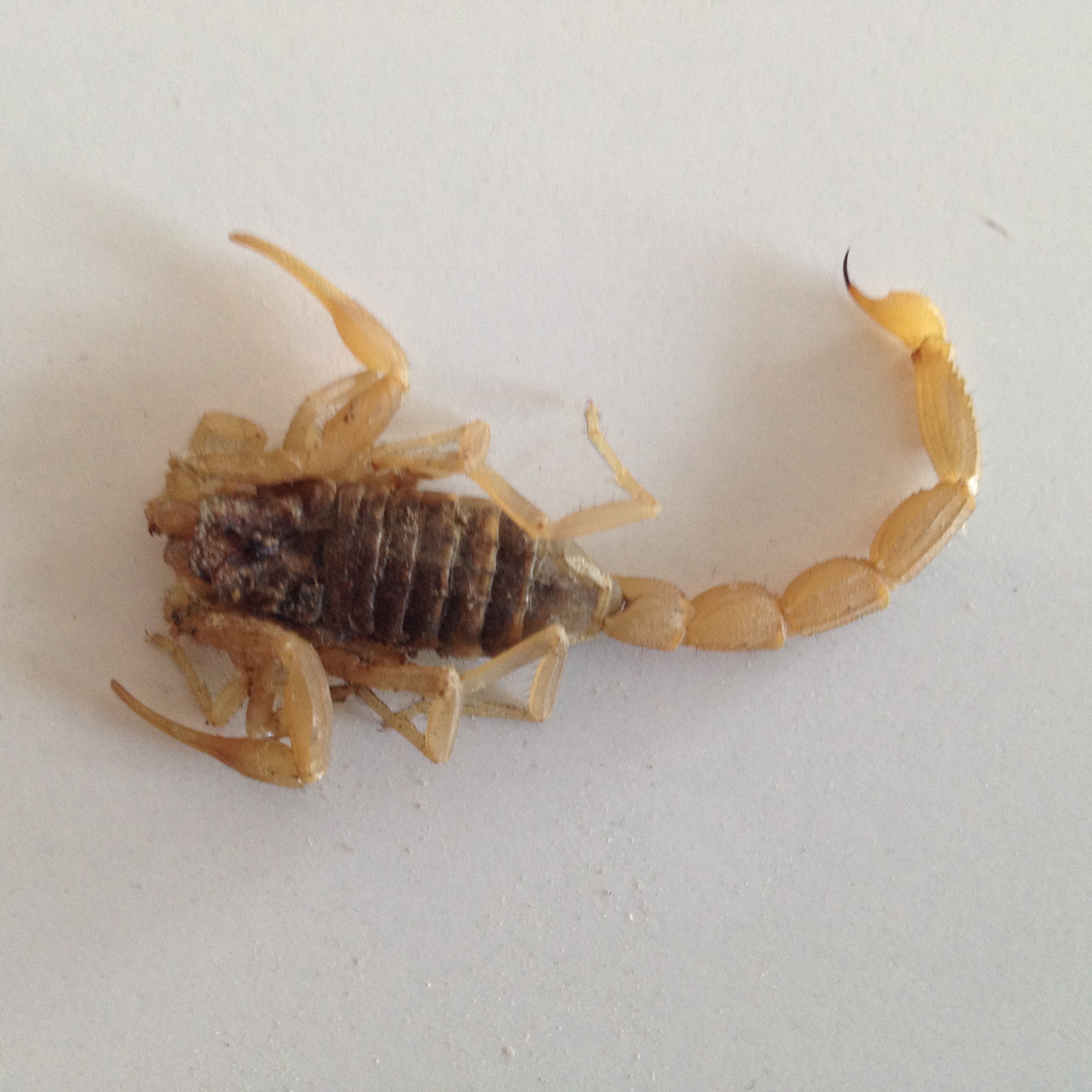 Akrebin soktuğu şahıs hastanelik oldu