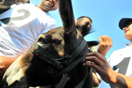 En güzel gözlü ve en hızlı koşan eşek yarışması