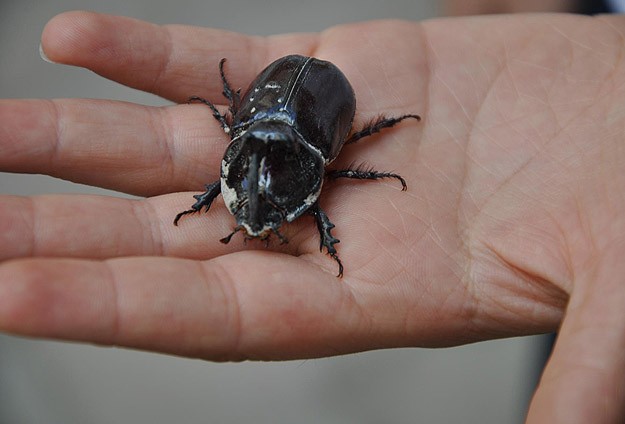 "Gergedan böceği toplamayın elinizde kalır"