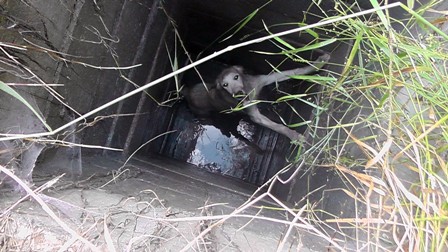 Rögara düşen köpek kurtarıldı