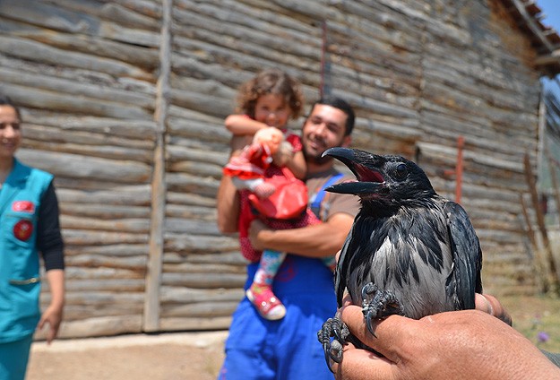 Evcilleştirilen karga Burdur'da yabanileştirilecek