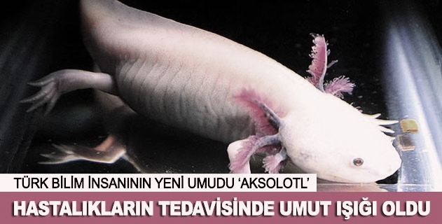 'Aksolotl' hastalıkların tedavisinde umut ışığı oldu