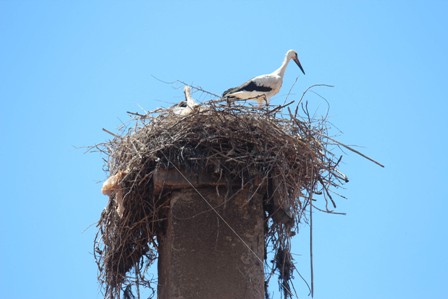 Beyşehir’de leylek kurtarma operasyonu