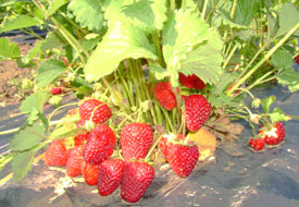 Çilek, dağ köyünün kaderini değiştirdi