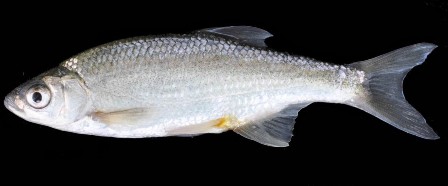 Alburnus Nasreddini balığı için eylem planı