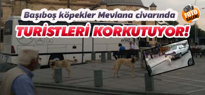 Başıboş köpekler turistleri korkutuyor