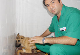 Depresyondaki 3 sokak köpeğine tedavi