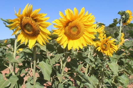 Hüyük’te ayçiçeği üretimine kuş engeli