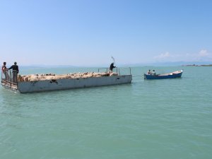 Koyun sürülerinin gölde sal yolculuğu
