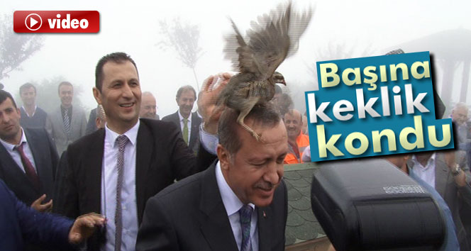 Erdoğan'ın başına keklik kondu