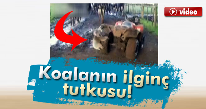 Koalanın ilginç tutkusu